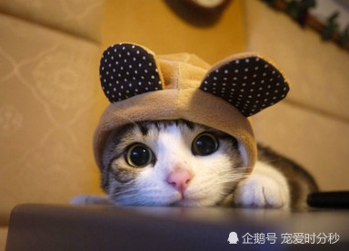 ‘华体会官网下载’智慧与艺术的IP 裂变——大狮智造亮相苏宁广场(图2) 华体会官方平台
